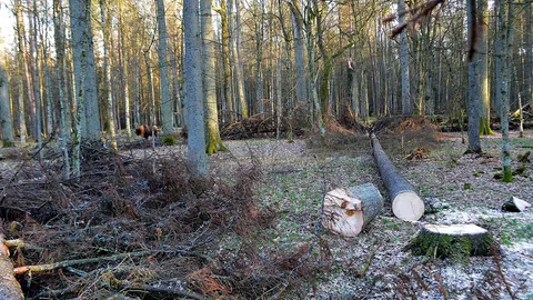 ระงับการตัดไม้ในอุทยานแห่งชาติโบราณของโปแลนด์