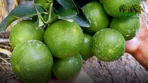 “มะนาวแป้นดกพิเศษไร้หนาม” ใหญ่เก็บผลสบายราคาดี