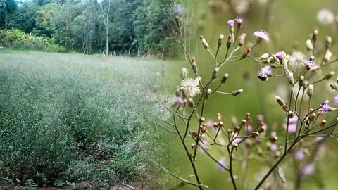 หญ้าดอกขาว วัชพืชช่วยเลิกบุหรี่