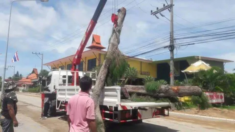 ยังอีกยาว ตัดต้นสนบ้านกรูด ตร.แค่เริ่มสอบ-ย้ายของกลาง ทำชาวบ้านงงอีก