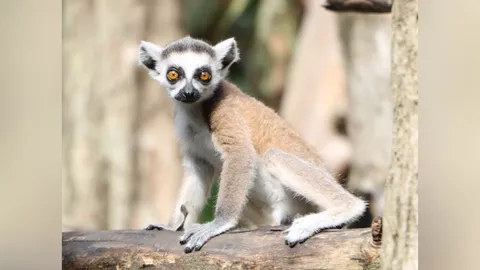 เชียงใหม่ไนท์ซาฟารี เปิดตัวสมาชิกใหม่ ‘ลูกลีเมอร์หางแหวน’ ต้อนรับวันแม่