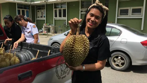 เพิ่งรู้ กุยบุรี มี‘ทุเรียนย่านซื่อ’ของดี อร่อยไม่แพ้ ป่าละอู-คลองลอย