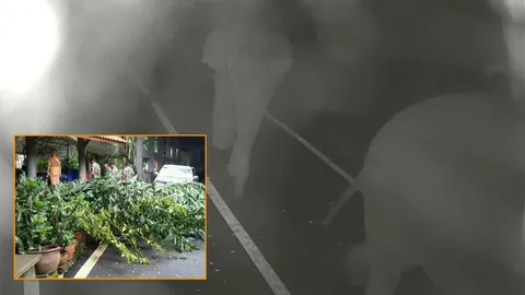 ช้างป่าทองผาภูมิออกกัดกิน ทำลายพืชผลไม้วัดเวฬุวัน ก่อนหนีเตลิดเข้าป่า