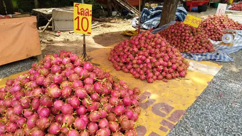 ชาวสวนครวญ! แก้วมังกรล้นตลาด ราคาตกต่ำสุดๆ ต้องตั้งขายริมถนน 15 โล 100