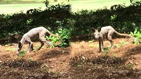 ชัดกว่านี้มีอีกไหม! หนุ่มมะกัน จับภาพ ชูปากาบรัส สัตว์ลึกลับจอมดูดเลือดได้ 