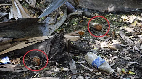 เจ้าของที่ดินตะลึง มือดีลอบทิ้ง 'น้อยหน่า-ลูกเกลี้ยง' หวั่นบึมเสียหาย