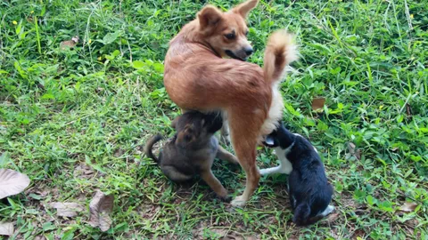 น่าเอ็นดู ‘ไผ่เขียว’ เหมียวน้อยกำพร้า แม่หมาใจดีรับเป็นลูกให้ดูดนม 