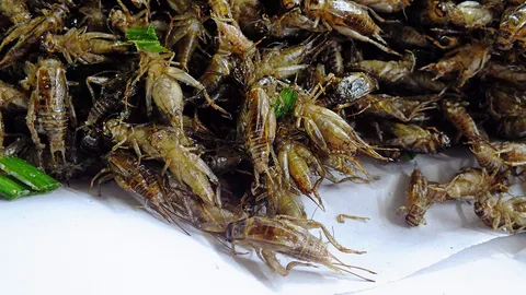 ยกระดับ-มาตรฐานฟาร์มจิ้งหรีด ยุโรปหอมฟุ้งแมลงทอดโปรตีนสูง