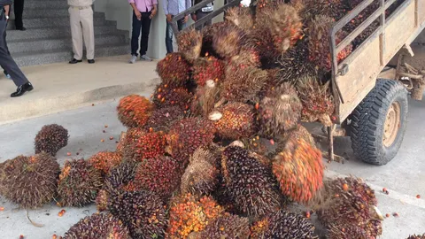 พาณิชย์ เร่งมือแก้ปัญหาราคาปาล์มน้ำมันตกต่ำ ระบุต้องล้างทั้งระบบ