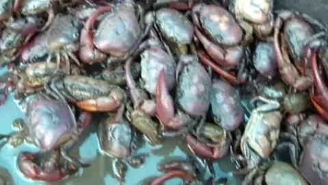 ปูนาสร้างเงิน ! กลุ่มเกษตรทฤษฎีใหม่ อ.น้ำพอง เลี้ยงปูนาขายมีรายได้เสริม(คลิป)