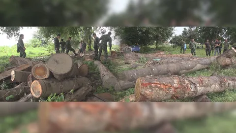 ทหารยึด 'ไม้สักทอง-ประดู่' ไม้หวงห้ามกว่า 50 ท่อน อ้างนำไปเผาถ่านขาย 