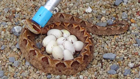 หลวงพ่ออาจไม่ปลอดภัย! เรียกกู้ภัยฯ จับงูกะปะพร้อมไข่อีก 11 ฟอง