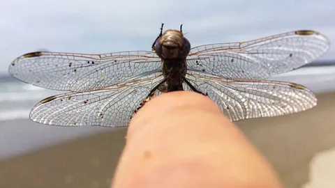 หรือนี่คือหน้ากากแมลงปอ! ชมคลิป Dragonfly ขยับหัวและขา แดนซ์สุดมหัศจรรย์