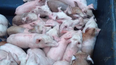 รวบแก๊งไทย-ลาว ลอบส่ง หมูกว่าครึ่งร้อย ข้ามโขง ขายฝั่งลาว 