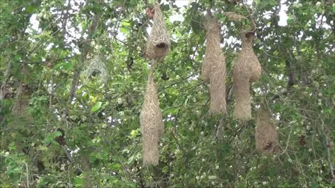 นกกระจาบแห่ทำรัง ข้างบ้านคนที่ อ.วิเศษชัยชาญ คาดคุ้นเคยไม่โดนทำร้าย (คลิป)