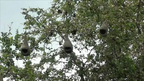 นกกระจาบนับร้อย ทำรังวอนอนุรักษ์