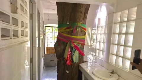 แห่แชร์โซเชียล ห้องน้ำประหลาด สร้างล้อมรอบต้นไม้ใหญ่ ผูกผ้า 3 สี (คลิป)