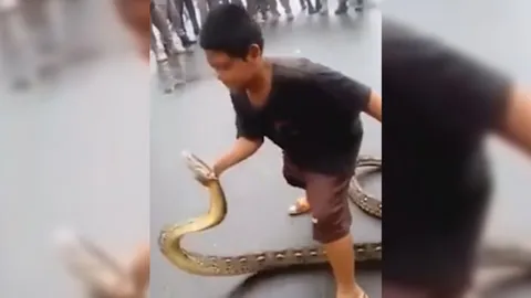 เก่งแต่ไม่ควรเลียนแบบ! ชมคลิป หนูน้อยอินโด จับงูเหลือมยักษ์ด้วย2มือเปล่า