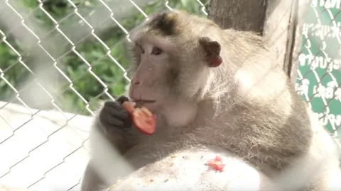 กรมอุทยานฯ ปล่อยลิงอ้วนกลับฝูงที่บางขุนเทียน หลังแผลหายดีน้ำหนักลด (คลิป)