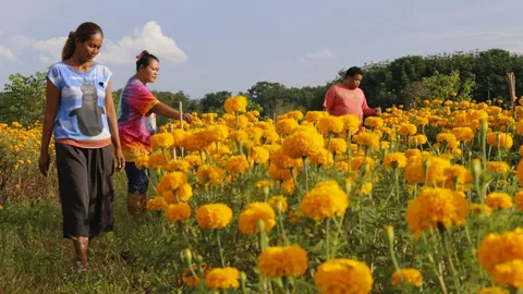 สาวตรังชวนแฟนฝรั่ง ปลูกดอกดาวเรือง 2 พันต้น เก็บดอกขายเสริมรายได้