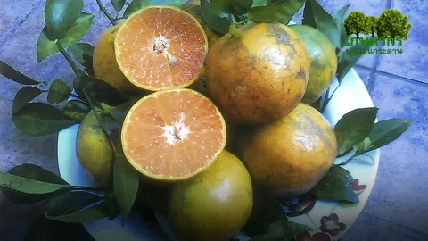 “ส้มเขียวหวานพันธุ์ตลิ่งชัน” หวานจัดเหมือนส้มบางมด