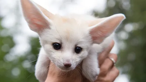 พันธุ์เล็กที่สุดในตระกูลจิ้งจอก