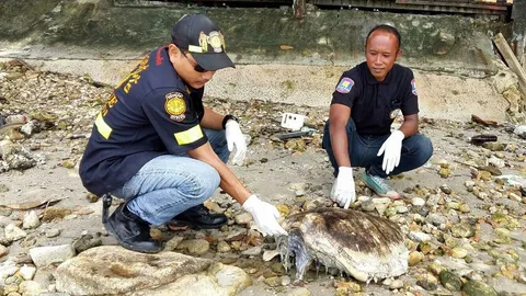 พบซากเต่าตนุเกยหาดเกาะช้าง คาดติดอวนชาวประมง ตายมาหลายวัน
