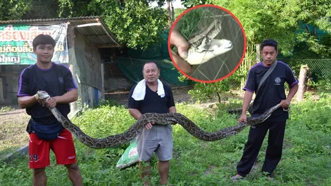 เหลือมจอมโหด กินไก่ท้องป่องเลื้อยติดข่าย เจ้าของฟาร์มอโหสิ ไม่เอาโทษ (คลิป)