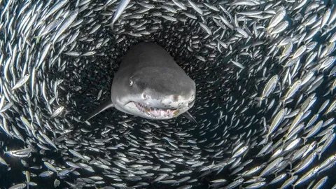 ฉลามมังสวิรัติ! ชมคลิป 1ในล้าน เมื่อฉลามมุดเข้าฝูงปลา แต่ไม่เคี้ยวสักตัว