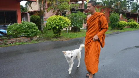 สุดสงสาร! 'บุญทิ้ง' หมาพันธุ์ไทย เก๋งขาวพาปล่อยวัด นั่งเศร้าชะเง้อมองรถ
