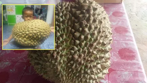 ทุเรียนบ้านๆ ลูกเล็กๆ หนัก9โล หนุ่มบางสะพานน้อยประกาศขายถูกๆ พันสอง 