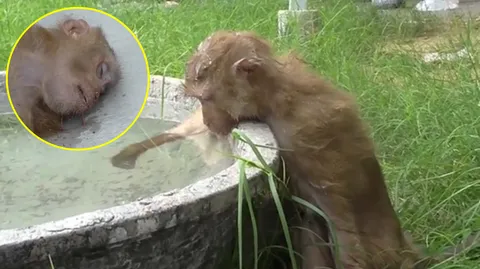 แค่กินน้ำยังไม่ไหว! ลิงน้อยเจ็บหนักคาดถูกหมากัด พลเมืองดีช่วยค่ารักษา