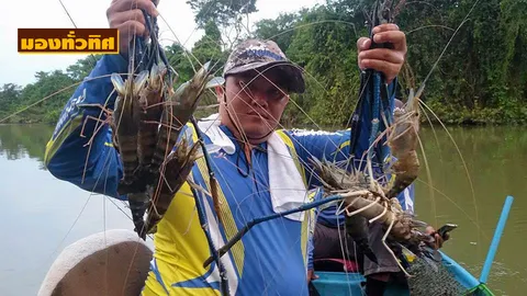 “กุ้งแม่น้ำตรัง”ของดี 4 ตำบลเมืองกันตัง