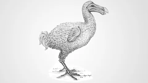 ความลับของนกโดโด้ สัตว์ที่สูญพันธุ์จากโลกนี้ไปแล้ว