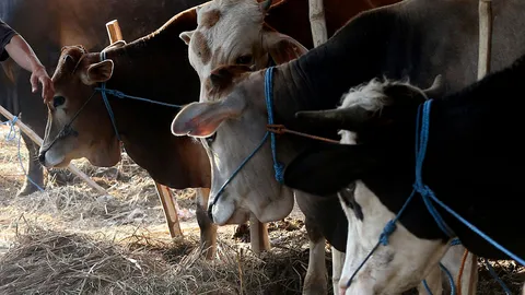 "โคบาลบูรพา" เพื่อเกษตรกร! ฐานผลิตเนื้อสู่ตลาดอาเซียน