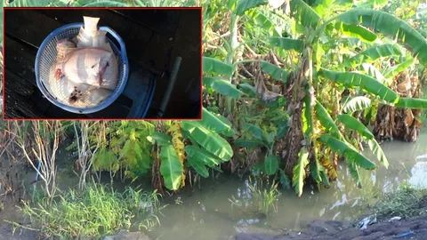 น้ำคลองโผงเผงเอ่อท่วมอ่างทอง ต้นกล้วยเริ่มเน่า ปลาในกระชังทยอยตาย (คลิป)