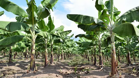 กล้วยหอมคาเวนดิช พืชเศรษฐกิจตัวใหม่?