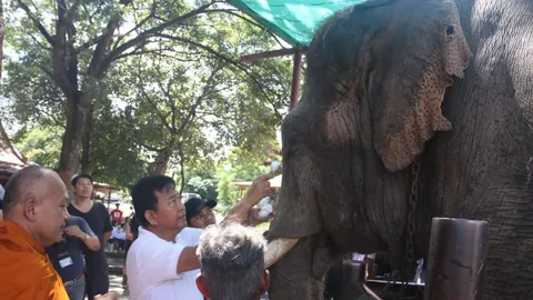 อัศจรรย์! พระอาจารย์แดง สยบ 'พลายงาทอง' ตกมัน แถมได้น้ำมันช้างผสมโขลง