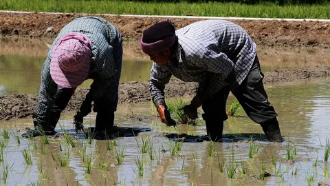 เร่งขึ้นทะเบียนชาวนาประกันภัยข้าวนาปีสิ้นสุดวันนี้