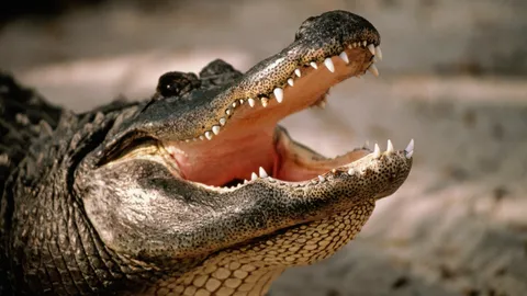 ข่าวกระฉ่อน! คุณชาละวันหายจากฟาร์ม ประมงพังงาตามตรวจ ยืนยันไม่มีหลุด