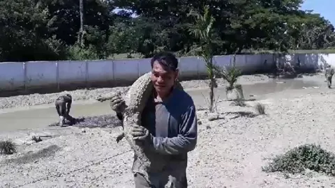 ชาวสิงหนครผวาจระเข้แหกกรง ผญบ.จัดชุดไล่ล่า เตือนไปนาเข้าสวนระวังตัว