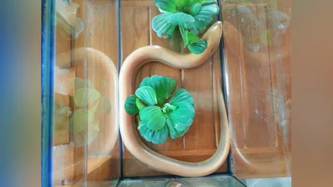 ออกตรงๆ '65' คนซื้อเลขปลาไหลทองศรีสัชนาลัย ได้เฮ งวดหน้าขอลุ้นต่อ