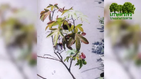 "ฝ้ายแดง" น่าปลูกสรรพคุณดี