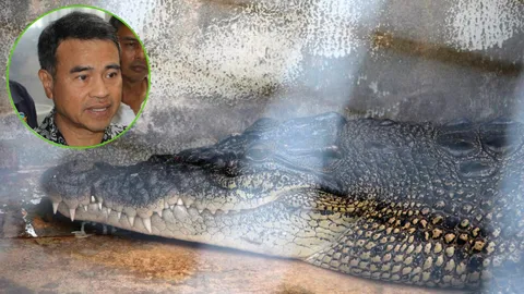 ยันไอ้เคี่ยมที่ภูเก็ตเป็นจระเข้น้ำเค็ม เร่งตรวจสอบมาจากธรรมชาติหรือไม่