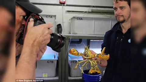 นึกว่าขบวนการเซนไต! เจออีก Rare ล็อบสเตอร์ คราวนี้ สีเหลือง หายาก1ใน30ล้าน