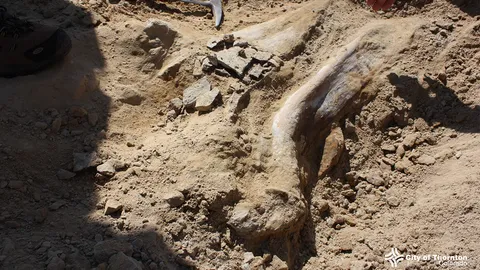 ขุดพบไทรเซอราทอปส์