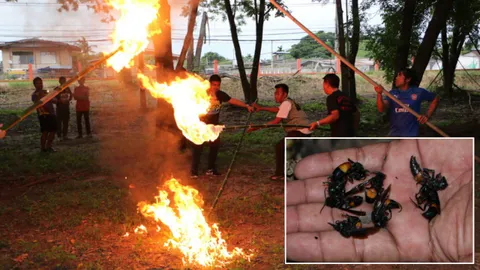 กู้ภัยลุยเผารังต่อหัวเสือ หวั่นทำร้ายคน พบตัวอ่อนเพียบ เปิบเป็นยาโด๊ป