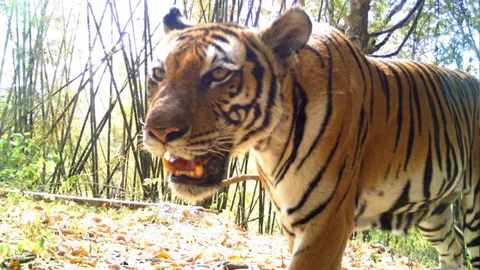 เสือเพิ่มนับสิบตัว ดับฝันสร้างเขื่อน