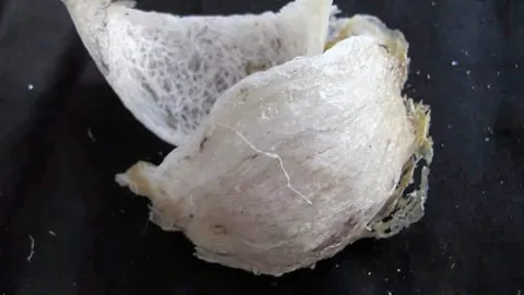 รังนกไทยเข้าจีนได้อีกครั้ง