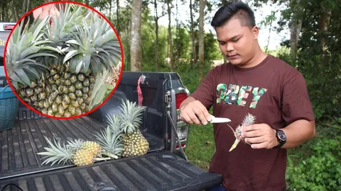 รอกินได้เลย สับปะรดแฝดสาม หนุ่มเมืองจันท์ ผลิตตีตลาด คุยทำได้ถึงแฝดห้า